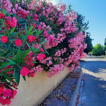 Le Balcon De Cournon, Piscine, Jardin, Clim A 15 Min De Plages Διαμέρισμα
